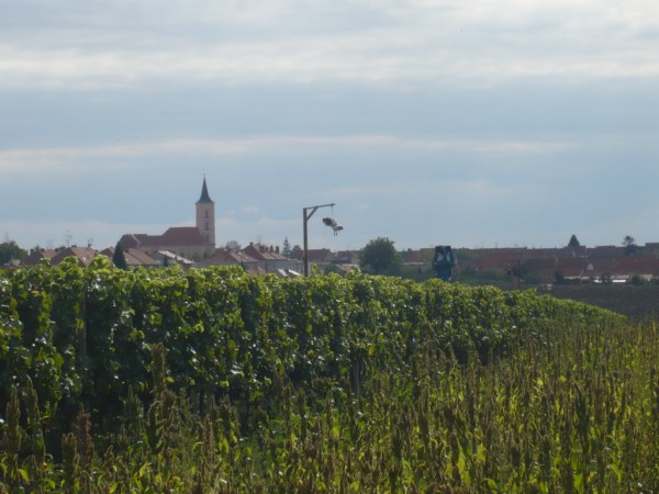 Další