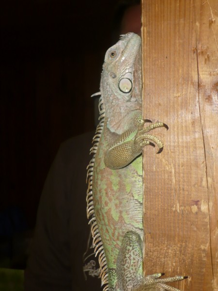 Další
