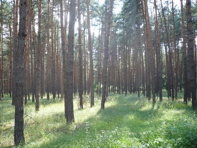Další